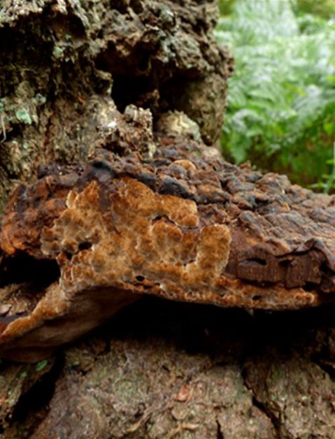 Fresh orange-brown growth on a damaged fruiting body